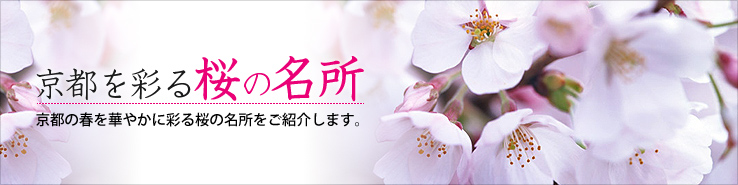 KYOTO NAVIがオススメする京都の桜観光特集