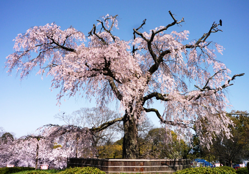 円山公園